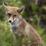 Les renards, mais aussi les chiens et les chats peuvent transmettre l'échinococcose alvéolaire via leurs excréments (archives). KEYSTONE/ANTHONY ANEX